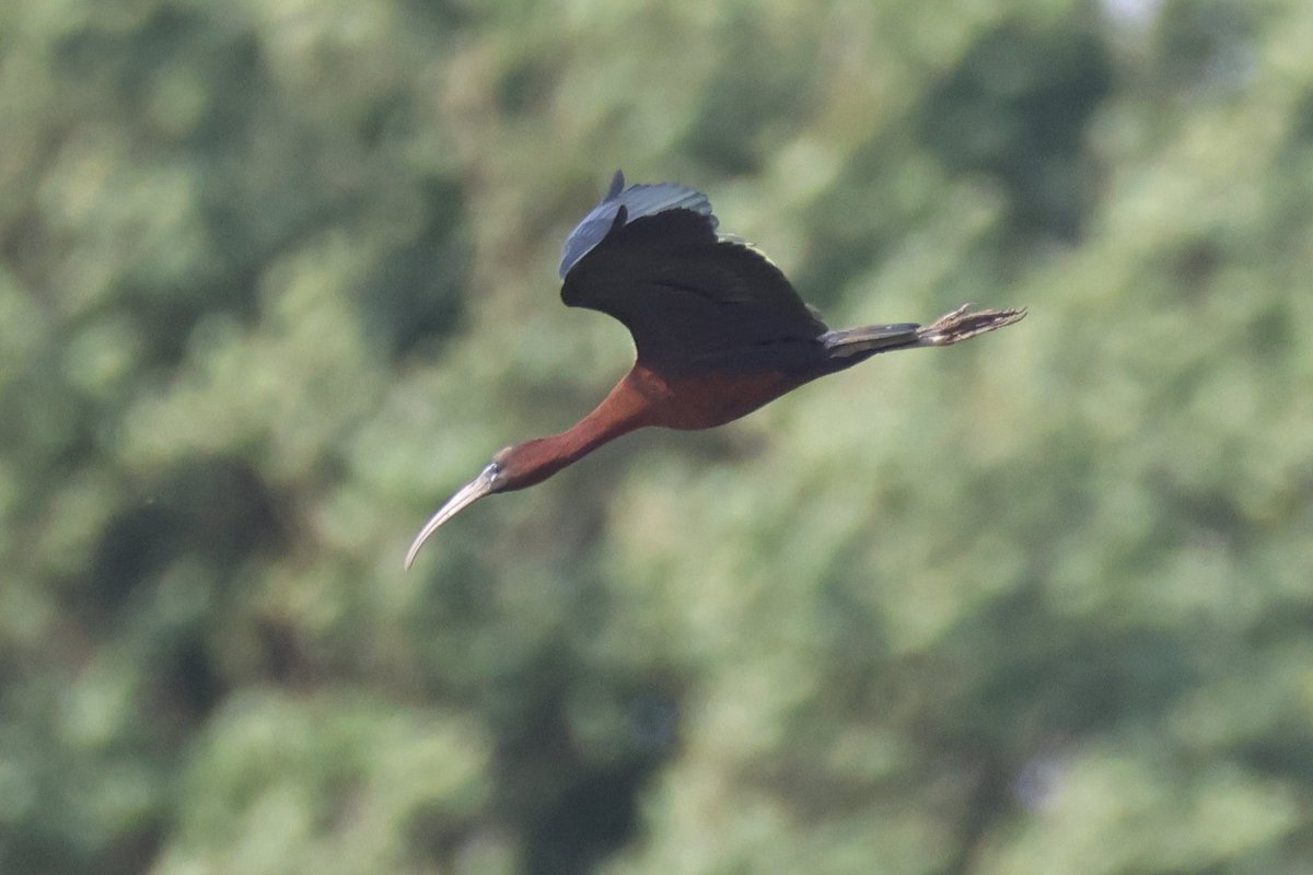 Ted (@littlebustards) on Twitter photo A few more of the glossy ibis at Bowesfield Marsh this afternoon
@Teesbirds1
<a href="/teeswildlife/">Tees Wildlife</a>
<a href="/nybirdnews/">NorthYorksBirdNews</a>
@bbcspringwatch
@birdguides
@rspbengland
@natures_voice
#birdphotography #wildlifephotography #naturephotography #springwatch A few more of the glossy ibis at Bowesfield Marsh this afternoon
@Teesbirds1
<a href="/teeswildlife/">Tees Wildlife</a>
<a href="/nybirdnews/">NorthYorksBirdNews</a>
@bbcspringwatch
@birdguides
@rspbengland
@natures_voice
#birdphotography #wildlifephotography #naturephotography #springwatch