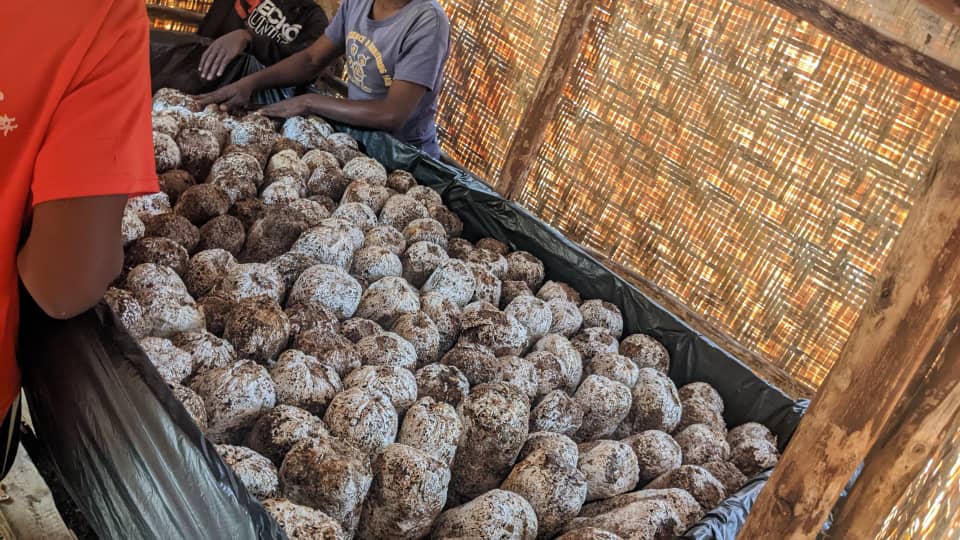 Pax Mushroom Farm Ltd tweet media