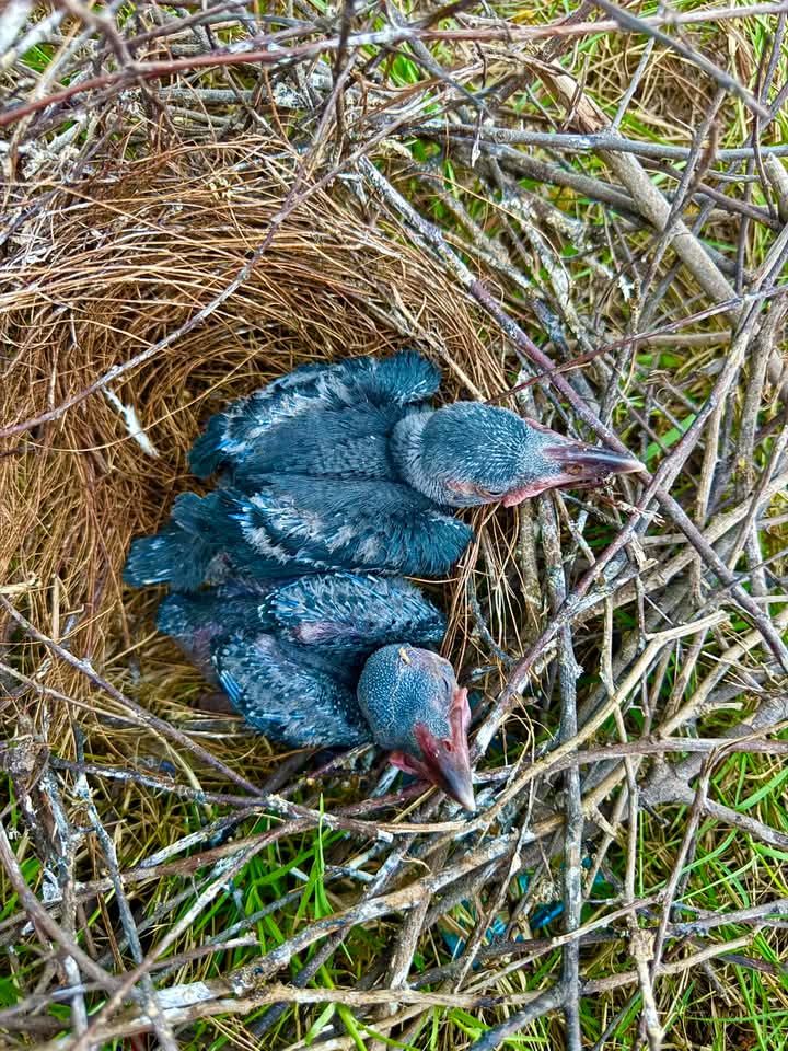 برسوں کے بعد ديکھا اک شخص دلرُبا سا
اب ذہن ميں نہيں ھے پر نام تھا بھلا سا

پہلے بھی لوگ آئے کتنے ہی زندگی ميں
وہ ہر طرح سے ليکن اوروں سے تھا جدا سا

تيور تھے بے رُخی کے انداز دوستی کے
وہ اجنبی تھا ليکن لگتا تھا آشنا سا

احمد فراز