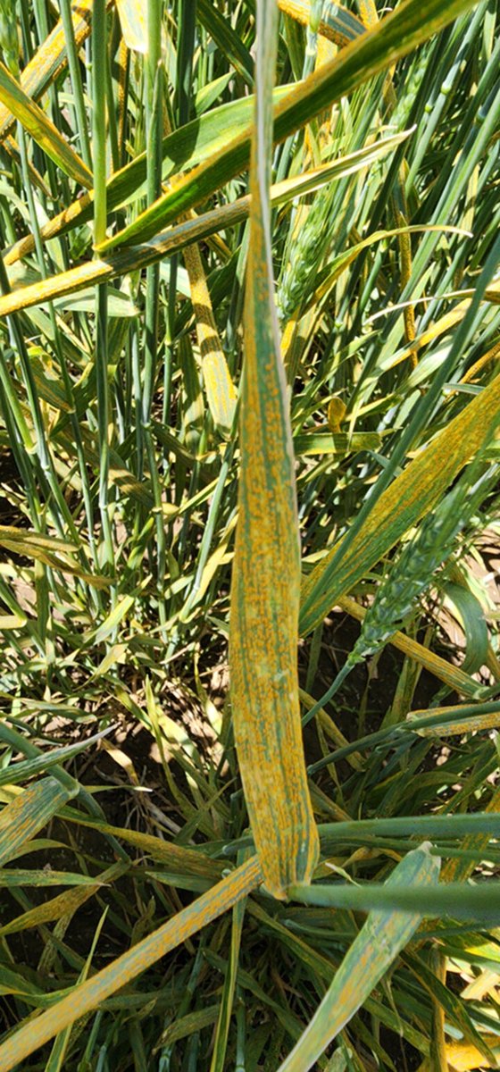 Sujan Gautam (@gsujan97) on Twitter photo 🌾Wheat disease update from Dr. Stephen Wegulo & UNL team: Stripe rust observed in SE Nebraska; Fusarium Head Blight (FHB) risk rising due to recent rains. cropwatch.unl.edu/disease-severi……
<a href="/UNLPlantPath/">UNL Plant Path Grads</a> <a href="/tjcksn/">Tamra Jackson-Ziems</a>
#FHB #WheatDisease #UNLExtension 🌾Wheat disease update from Dr. Stephen Wegulo & UNL team: Stripe rust observed in SE Nebraska; Fusarium Head Blight (FHB) risk rising due to recent rains. cropwatch.unl.edu/disease-severi……
<a href="/UNLPlantPath/">UNL Plant Path Grads</a> <a href="/tjcksn/">Tamra Jackson-Ziems</a>
#FHB #WheatDisease #UNLExtension