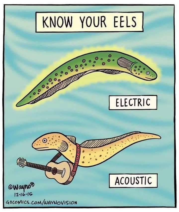 KNOW YOUR EELS .................