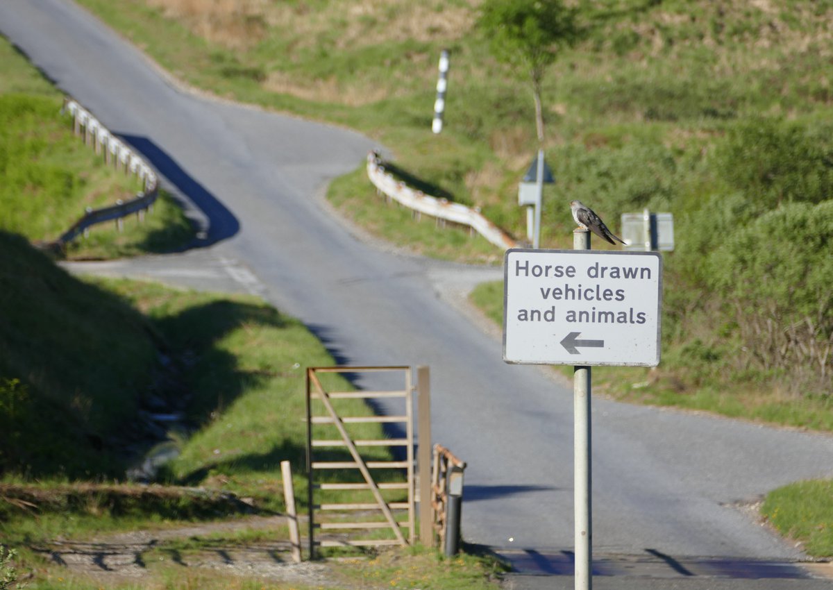 EdgeofMull's tweet image. A cuckoo on an aging sign.