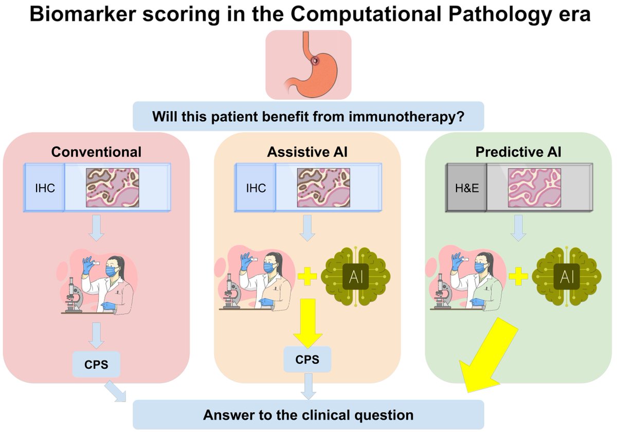 Proud to share our latest work on #AI and immunohistochemistry in gastroesophageal cancers:

«Immunohistochemical biomarker scoring in gastroesophageal cancers: Can computers help us?»

Read @ authors.elsevier.com/c/1lCo61EEMTxX…

#pathX #pathTwitter #GIpath