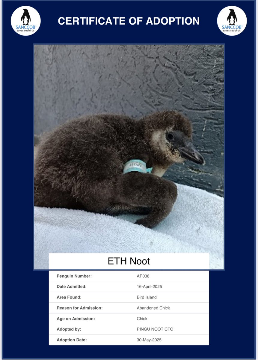 🐧 A New Home for ETH Noot! 🐧  

PINGU NOOT CTO for adopting this little penguin (ID: AP038)!  

Found abandoned on Bird Island and admitted on April 16, 2025, this chick has now started a new chapter on May 30.  

Join SANCCOB in protecting these adorable seabirds! 💙