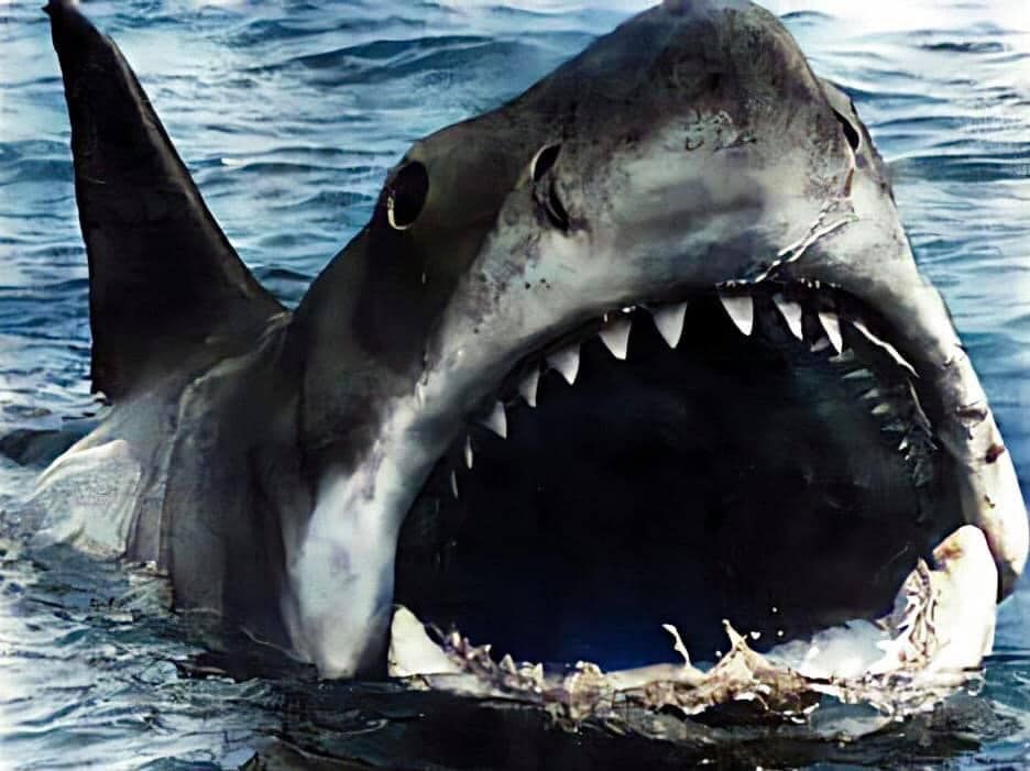SayloinRiki's tweet photo. Mr incredible becoming Uncanny Phase 22 nails
(Remastered ver.) (Part 2)
>:) π¦πβ οΈ π€π
.
#darkmix #darknails #mixingtogether #nailart #evil #jaws #shark #mrincrediblebecominguncanny #phase22 #goth #punk #emo #rings https://t.co/2IEBe93leN