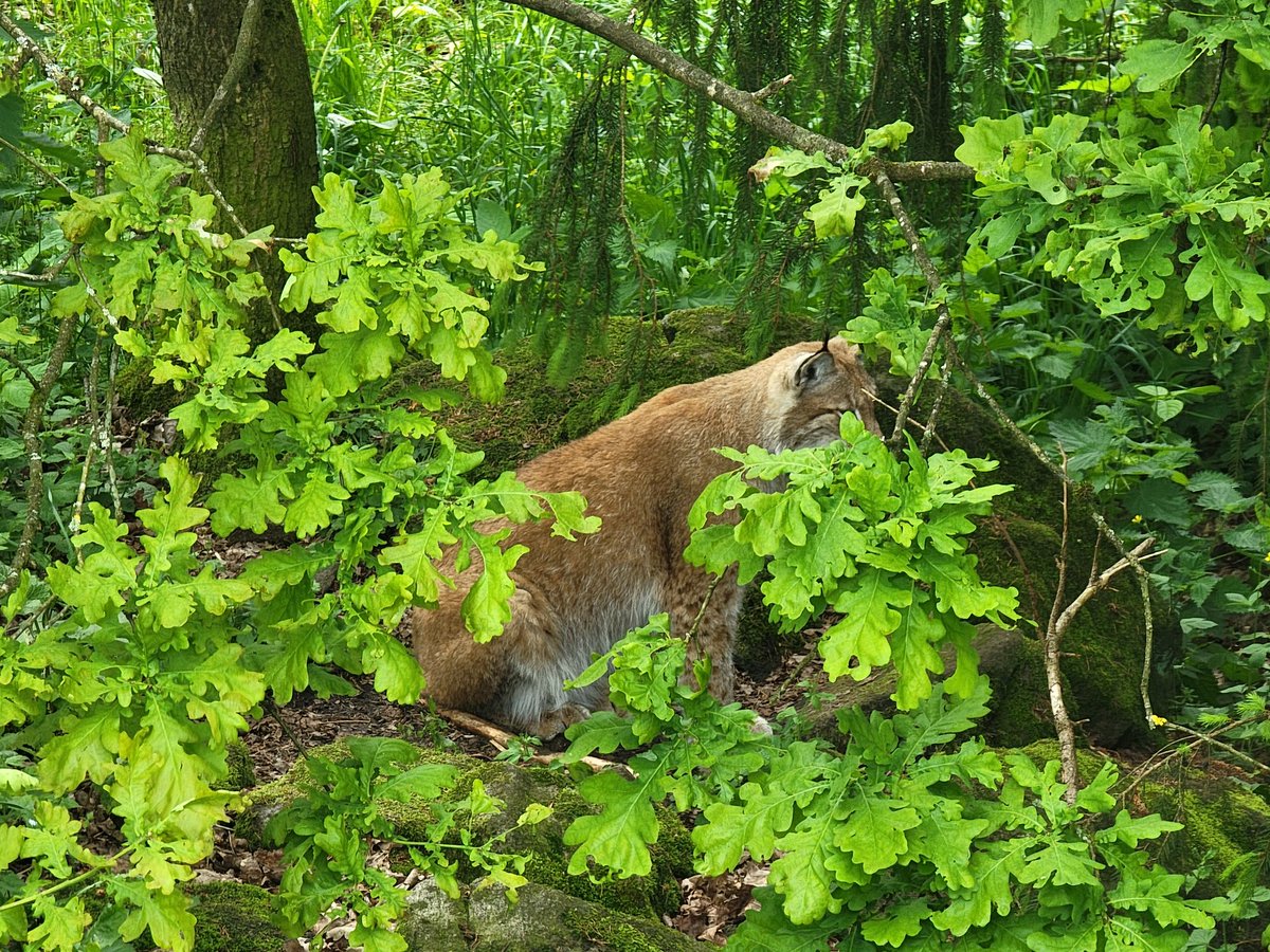 Be right back. Crying over this Eurasin Lynx sighting.