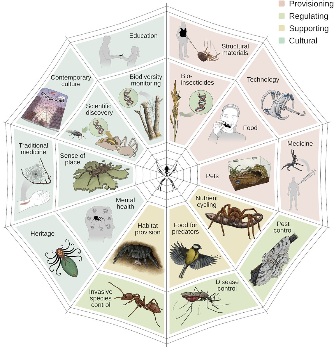 Laboratory for Integrative Biodiversity Research (@libre_research) on Twitter photo What do spiders do for us? More than you think! 🕷️ Discover their ecosystem superpowers:
🔗doi: 10.1111/brv.70044
<a href="/cardosopmb/">Pedro Cardoso cardosopmb.bsky.social</a>
<a href="/stefanomammola1/">Stefano Mammola</a>
<a href="/cienciasulisboa/">CIÊNCIAS ULisboa</a> <a href="/CE3CResearch/">CE3C</a>
#NatureBasedSolutions #Spiders #EcosystemServices #Biodiversity #conservation What do spiders do for us? More than you think! 🕷️ Discover their ecosystem superpowers:
🔗doi: 10.1111/brv.70044
<a href="/cardosopmb/">Pedro Cardoso cardosopmb.bsky.social</a>
<a href="/stefanomammola1/">Stefano Mammola</a>
<a href="/cienciasulisboa/">CIÊNCIAS ULisboa</a> <a href="/CE3CResearch/">CE3C</a>
#NatureBasedSolutions #Spiders #EcosystemServices #Biodiversity #conservation