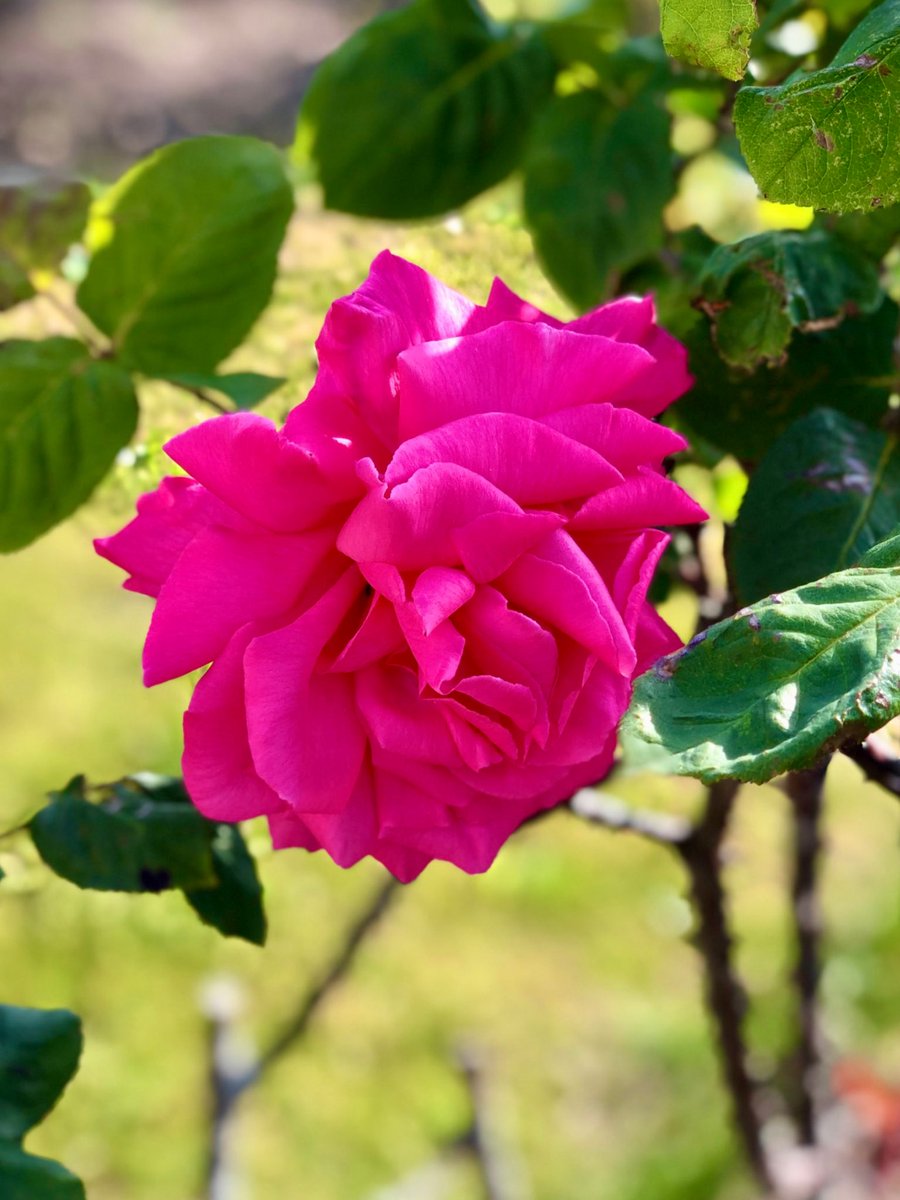 I know no other 
reason to love you
than to love you — 💗

✍️𝘍𝘦𝘳𝘯𝘢𝘯𝘥𝘰 𝘗𝘦𝘴𝘴𝘰𝘢 

📸 Me 
#RoseWednesday