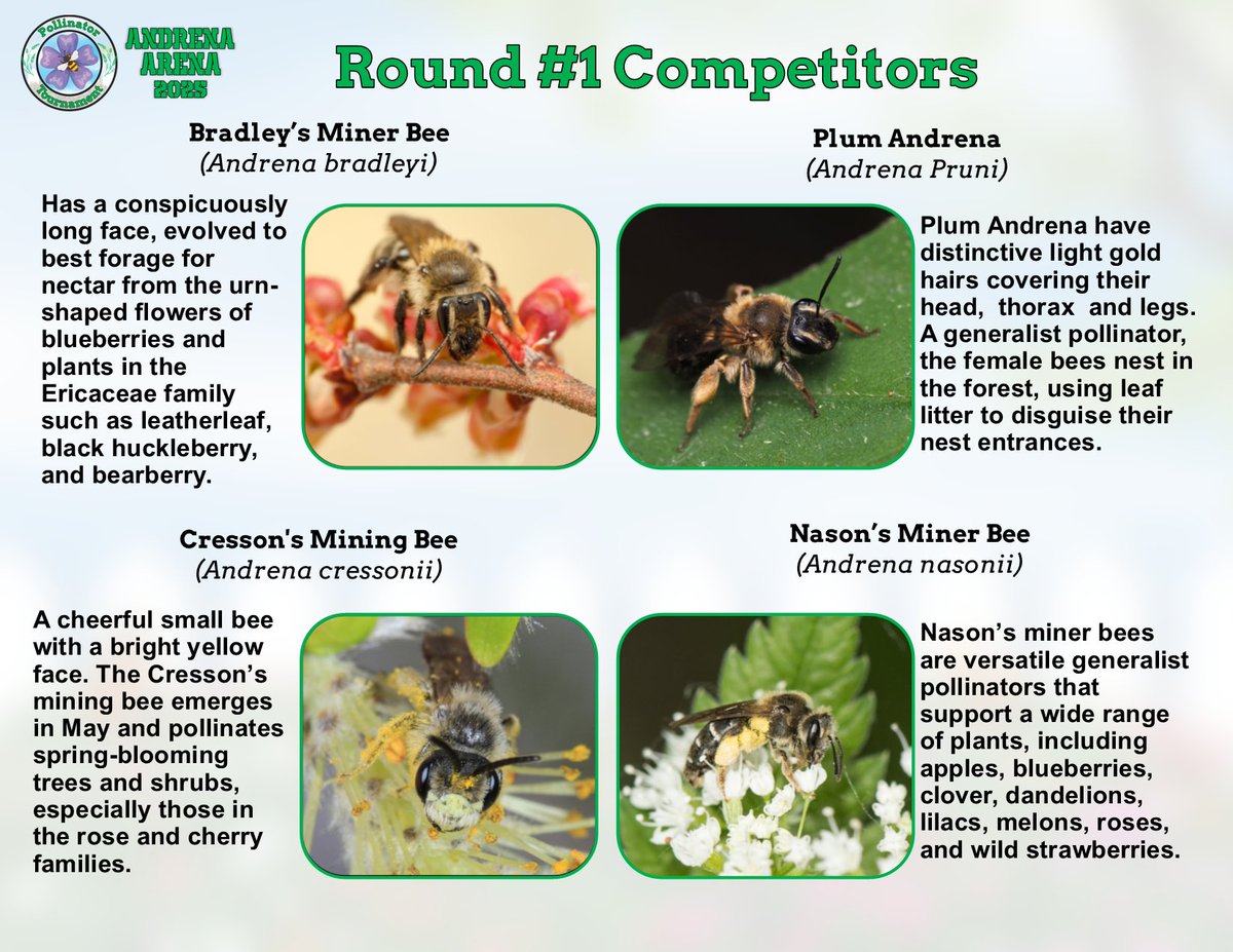 🐝🏆 The 4th Annual Yates County Pollinator Tournament is here! This year’s matchups feature Andrena bees—tiny, mighty, and essential. Vote for your favorite pollinator now: forms.gle/SdmF3T7VNgP5i8… #PollinatorTournament #CCEYates #NationalPollinatorMonth