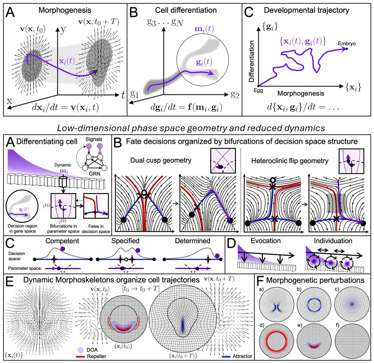 Serra group @ UC San Diego (@mattia__serra) on Twitter photo 📣 New review! Dynamical systems and low-dimensional geometric structures in phase space help rationalize how embryos develop form and function, from large datasets. We focus on morphogenesis, cell differentiation, and their interconnection. <a href="/axplum/">Alex Plum</a>
sciencedirect.com/science/articl… 📣 New review! Dynamical systems and low-dimensional geometric structures in phase space help rationalize how embryos develop form and function, from large datasets. We focus on morphogenesis, cell differentiation, and their interconnection. <a href="/axplum/">Alex Plum</a>
sciencedirect.com/science/articl…
