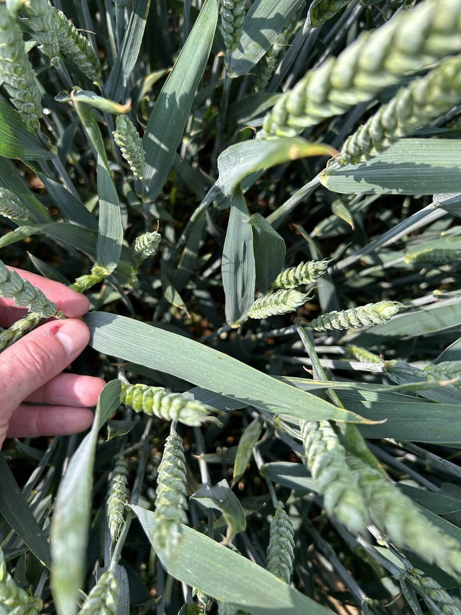 Toby Reich (@behind_the_seed) on Twitter photo Heartwood untreated winter wheat looking one of the best in the fields at the moment despite massive disease pressure. Beautiful flag leaf soaking up the sun (and the rain). <a href="/Elsomsseeds/">Elsoms Seeds</a> #BehindTheSeeds Heartwood untreated winter wheat looking one of the best in the fields at the moment despite massive disease pressure. Beautiful flag leaf soaking up the sun (and the rain). <a href="/Elsomsseeds/">Elsoms Seeds</a> #BehindTheSeeds