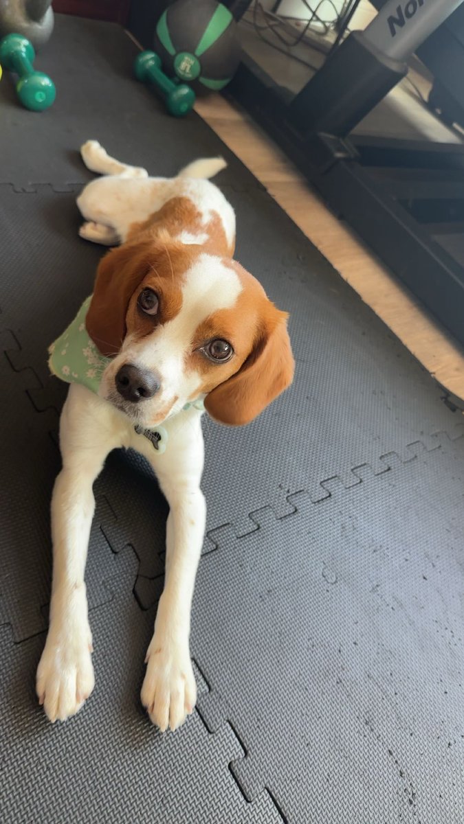 Guys my puppy came to do morning stretches with me I’m gonna cry😭