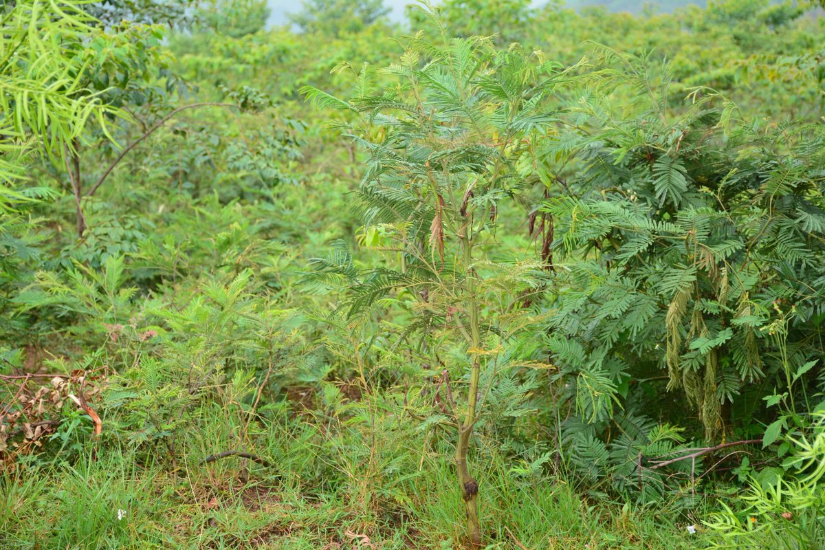Radio Ishingiro 107.5 FM (@radioishingiro) on Twitter photo Umushinga <a href="/GreenGicumbi/">Green Gicumbi Project | Northern Rwanda</a> ntiwasazuye ibiti by'intusi gusa kuko mu murenge wa <a href="/BwisigeS/">BWISIGE Sector/Gicumbi District</a> hasazuwe, ibiti gakondo biri mu bwoko bw'UMUHUMURO N’UMUFU bizwi ho kuramba no kugira ubushobozi bwinshi bwo gufata imyuka ihumanya ikirere no guhangana n'imihindagurikire y'ibihe.<a href="/GreenFundRw/">Rwanda Green Fund</a> Umushinga <a href="/GreenGicumbi/">Green Gicumbi Project | Northern Rwanda</a> ntiwasazuye ibiti by'intusi gusa kuko mu murenge wa <a href="/BwisigeS/">BWISIGE Sector/Gicumbi District</a> hasazuwe, ibiti gakondo biri mu bwoko bw'UMUHUMURO N’UMUFU bizwi ho kuramba no kugira ubushobozi bwinshi bwo gufata imyuka ihumanya ikirere no guhangana n'imihindagurikire y'ibihe.<a href="/GreenFundRw/">Rwanda Green Fund</a>