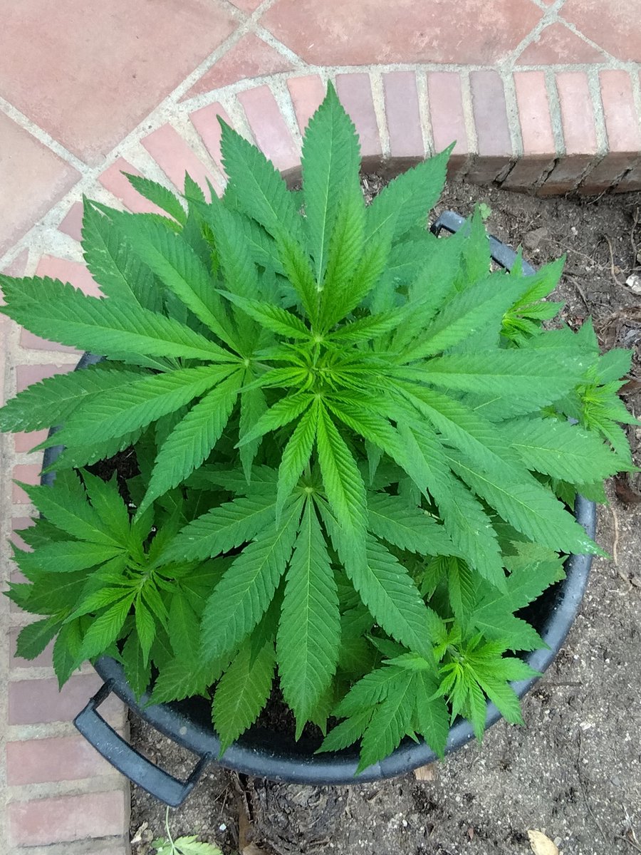 This plant is just gorgeous 💚💚