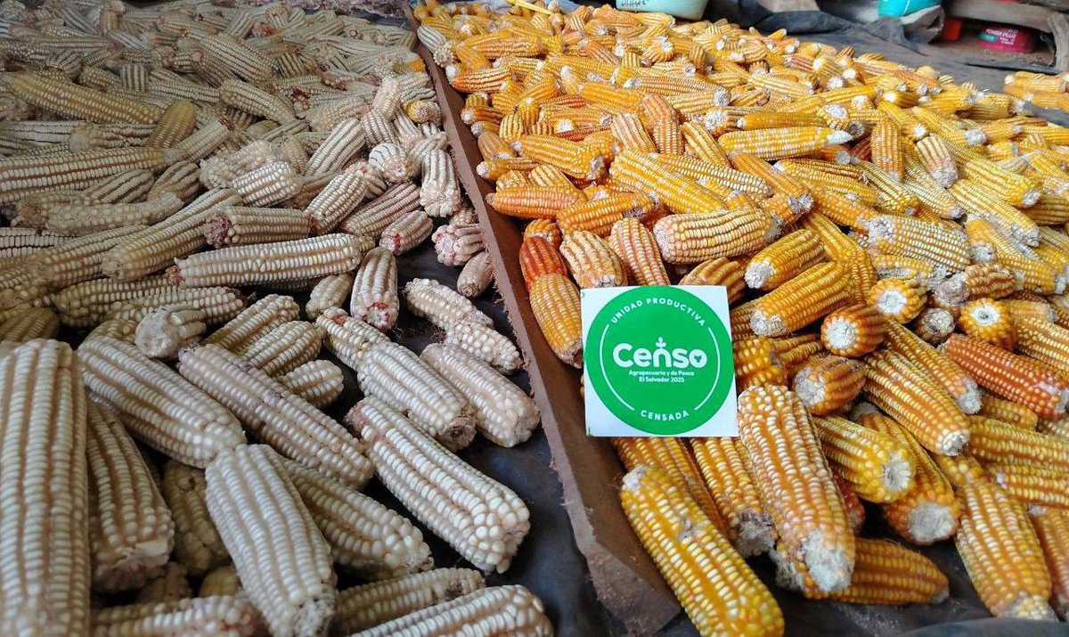 Cada hogar que nos recibe nos acerca más a conocer qué y cuánto producimos en el territorio nacional 🇸🇻. ¡Súmate tú también, porque nuestra tierra cuenta contigo! 🐮👩‍🌾🌱🧑‍🌾