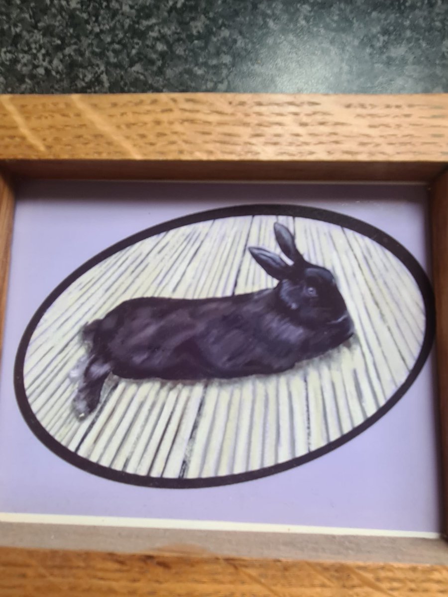 Nico2lette's tweet photo. Thump….thump…@carrotcottagerr
Bella black bunny lived till 11 ……#RIPBella
Pal rang Pets at Home for any rescue bunnies?
Yes one had been left outside that night in a box.
Pal sent pics showing her big hutch……and back yard.
Pets at Home let her have bunny for free.
Welcome Snowy……white….small with blue eyes.
Beggars can’t be choosers but we got the perfect bun 👍🏼