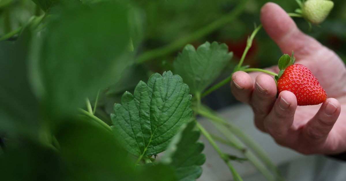 Britain's sunny spring brings a bumper strawberry crop reut.rs/43uXgBU