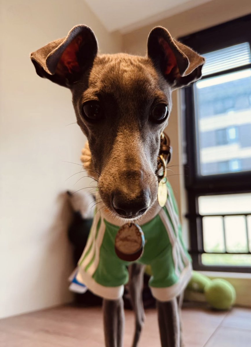 PostsOfDogs_'s tweet image. Bright green combined with handsome dog