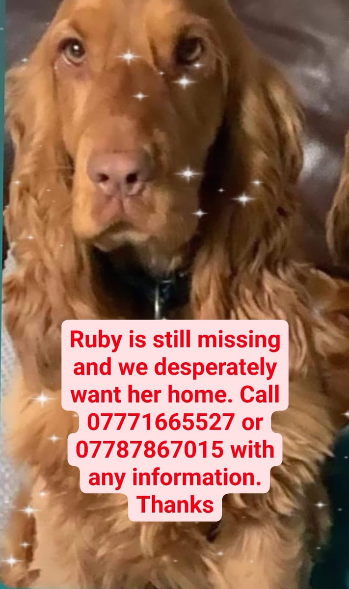 rosieDoc2's tweet photo. #SpanielHour
I’ve just looked at the owners profile
So very sad. They’ve posted at least once a week
#findRuby
A lady shared to our group
“Stolen in June 2023 in Gloucestershire. Please share UK wide as poor Ruby has not been shared very much the past 2 years
@JacquiSaid https://t.co/I21QWknSm7