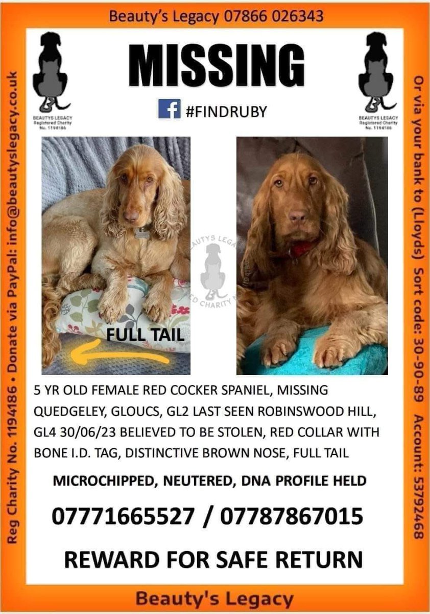 rosieDoc2's tweet photo. #SpanielHour
I’ve just looked at the owners profile
So very sad. They’ve posted at least once a week
#findRuby
A lady shared to our group
“Stolen in June 2023 in Gloucestershire. Please share UK wide as poor Ruby has not been shared very much the past 2 years
@JacquiSaid https://t.co/I21QWknSm7