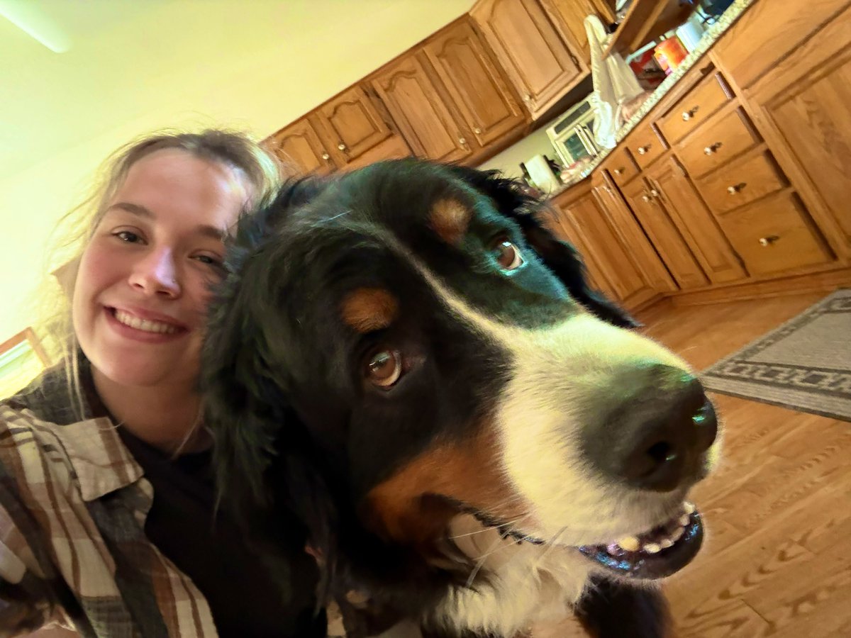 MY BUDDY #bernese #siblings #dawg