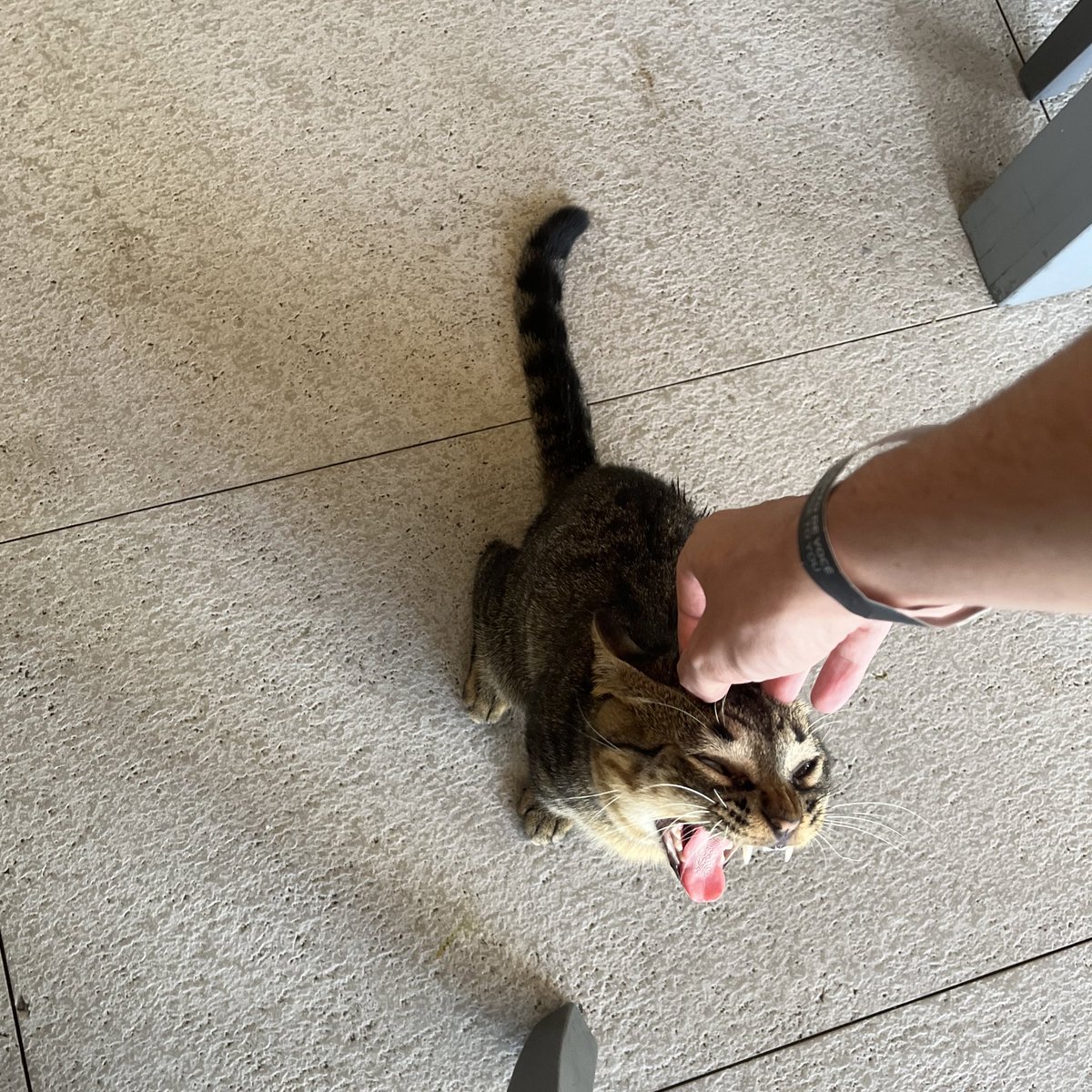 tentei tirar uma foto fofa do gato q tava rodeando a mesa