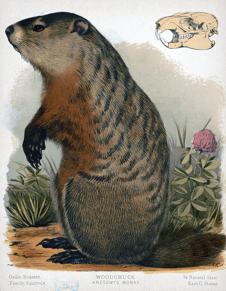 bsherm36's tweet image. Happy to have my story, "Groundhog Day," in the new issue of 1922 Review. 1922review.com/Issue2Vol1__Sh…