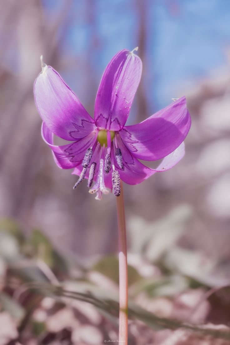 Naturepathway's tweet photo. Elegant violet petals of a Dogtooth Violet. #DogtoothViolet #Erythronium #SpringEphemeral https://t.co/xVJ3ApmqqT