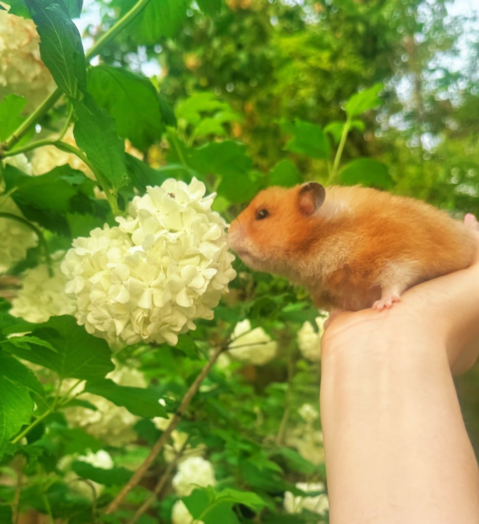 crouton saw &amp; sniffed the first flower of her whole entire life today ₍ᐢ.ˬ.ᐢ₎ ♡‧₊˚