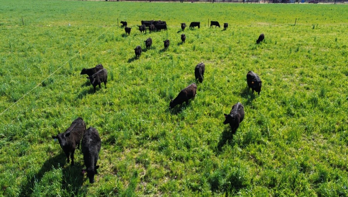 SoilHealthLabs's tweet image. 🌾 A new grazing strategy: less waste, more gain.

Discover the future of livestock nutrition...

And unlock three key benefits of precision feeding.

👉 Learn more here: soilhealthlabs.com/post/precision…