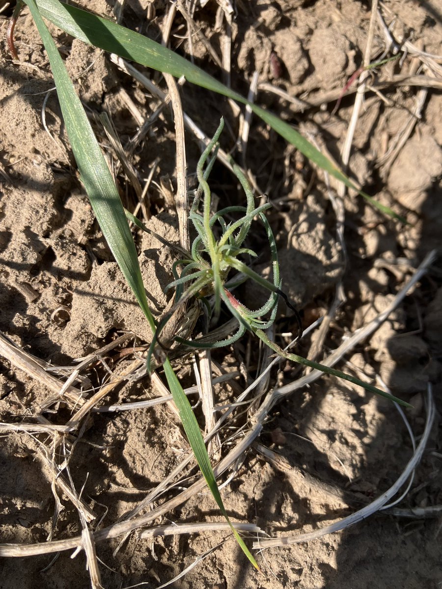 willmuller3's tweet image. Why am I struggling to kill Russian Thistle so much ? Sprayed enforcer d, epic 2, and carrier at 10 gallons and all it really did was burn off some tips… switched to enforcer d this year just to kill this. Suggestions? Sprayed 7 days ago, don’t think it’s going to die. #nufarm