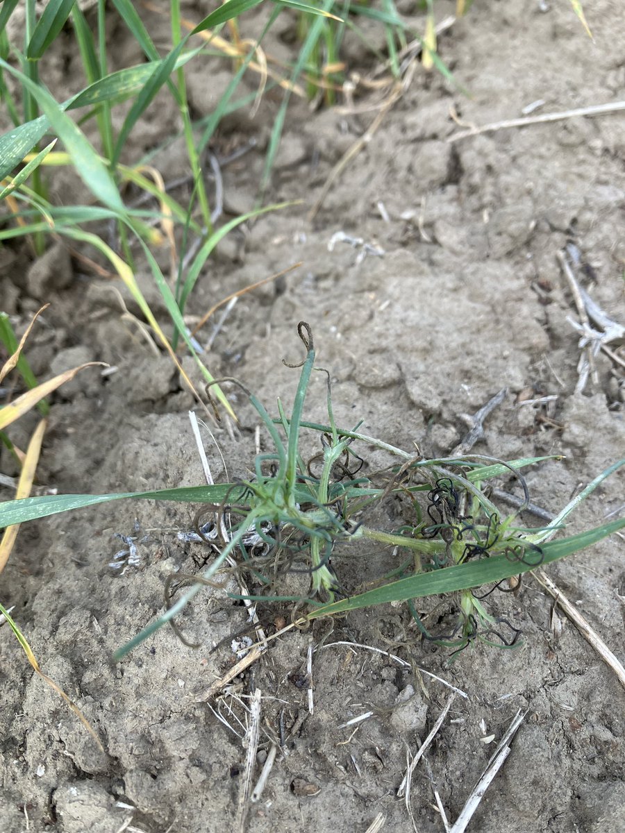 willmuller3's tweet image. Why am I struggling to kill Russian Thistle so much ? Sprayed enforcer d, epic 2, and carrier at 10 gallons and all it really did was burn off some tips… switched to enforcer d this year just to kill this. Suggestions? Sprayed 7 days ago, don’t think it’s going to die. #nufarm