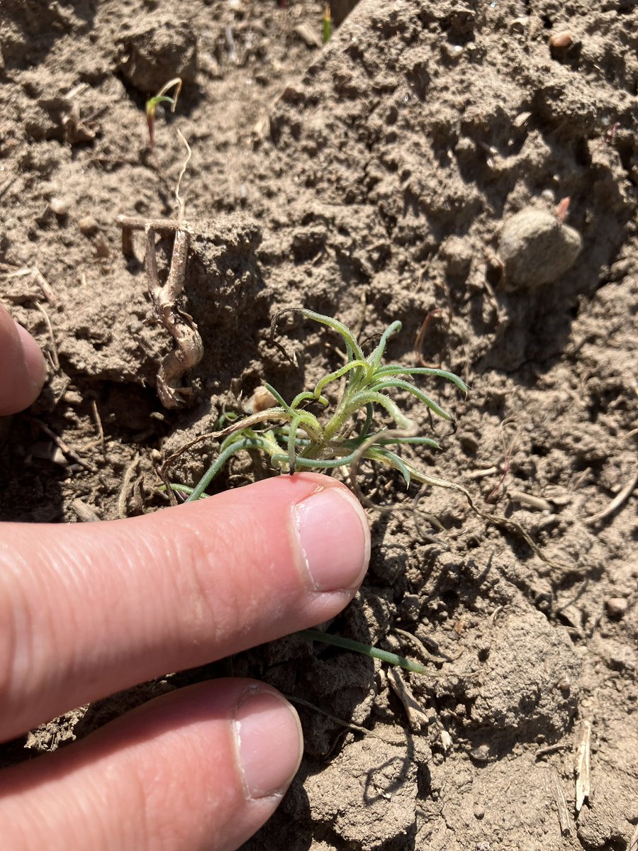 willmuller3's tweet image. Why am I struggling to kill Russian Thistle so much ? Sprayed enforcer d, epic 2, and carrier at 10 gallons and all it really did was burn off some tips… switched to enforcer d this year just to kill this. Suggestions? Sprayed 7 days ago, don’t think it’s going to die. #nufarm