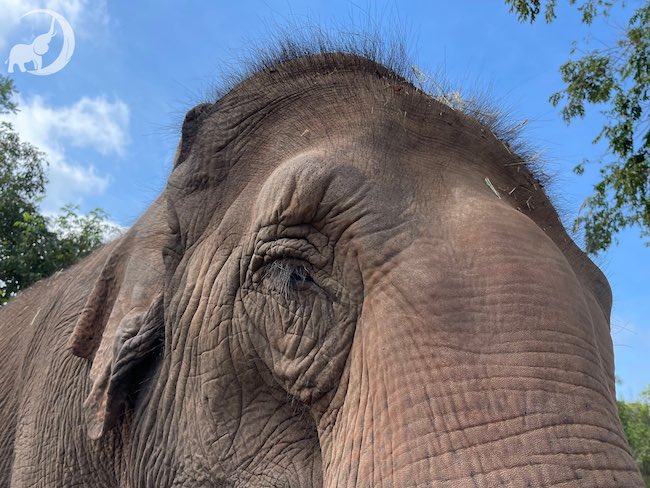 My knees after not shaving for a few days.