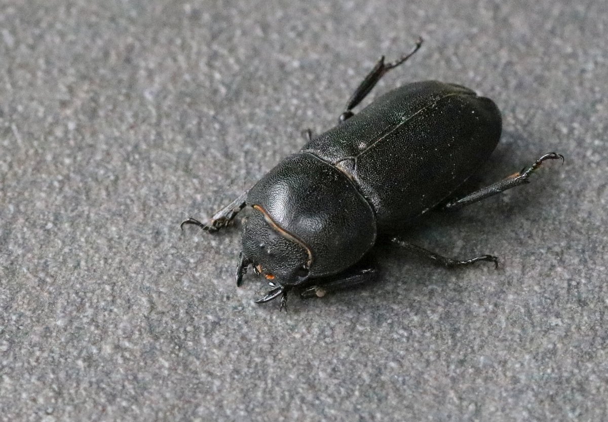 Karin Bergmans-Elshof 🥔🦋 tweet media