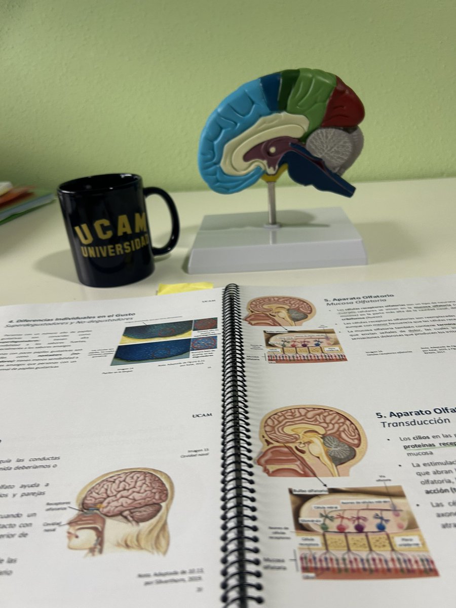 Exámenes terminados ✅ . Gracias <a href="/UCAM/">UCAM Universidad</a>   Por seguir sumando en mi formación  académica y deportiva 🫶