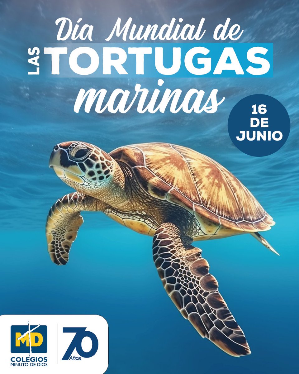 Colegiosminuto's tweet photo. 🌊🐢 Hoy celebramos a uno de los viajeros más sabios del océano.

Porque proteger a las tortugas es también proteger la vida. 🐢✨

#DíaMundialDeLasTortugasMarinas #CuidemosElPlaneta #70AñosEducando #SomosCEMID  #ColegiosMinutoDeDios https://t.co/WOcnx1mXEO