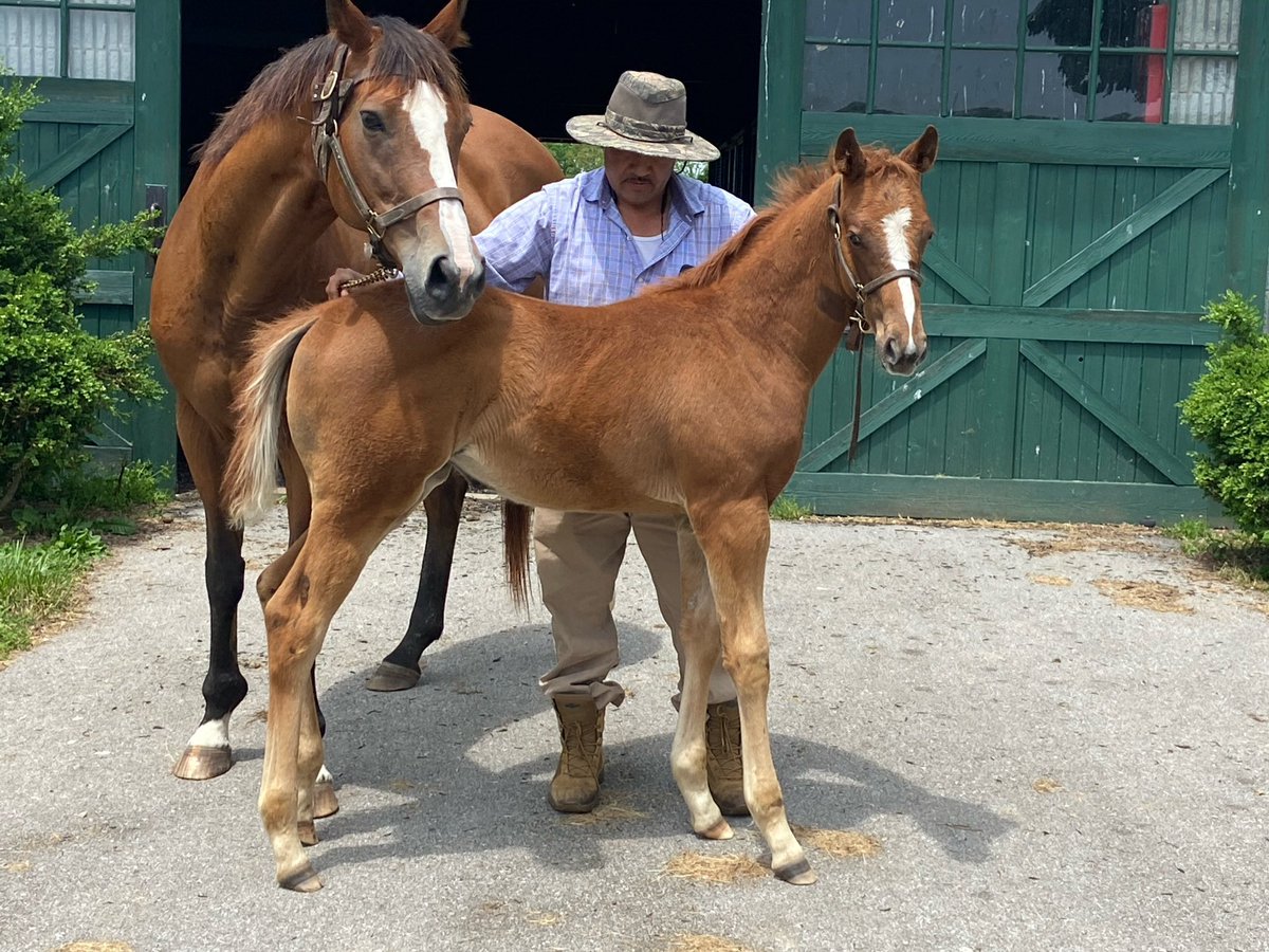 dmwalker_05's tweet photo. Appreciate the 📣 from our favorite announcer @JohnGDooley for our RebelTide 🔴🔵 homebred filly SIX STRING.  A Star ⭐️ from day one… https://t.co/CSBPfckIXl