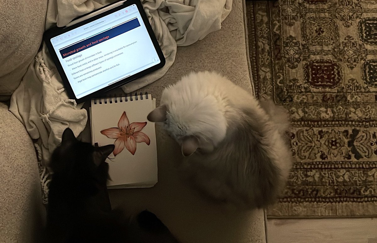 refallahmed's tweet image. 