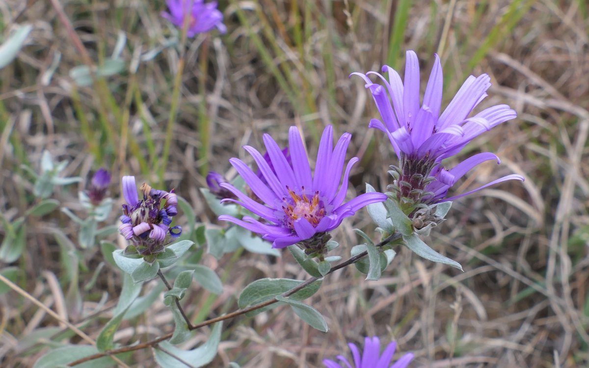 MNBWSR's tweet image. A drought-tolerant native wildflower that thrives in sunny, well-drained soils, silky aster plays a key ecological role in supporting pollinators. Read more about #MnBWSR's June Featured Plant: buff.ly/3PLnYQl
#plants #NativePlants #pollinators #habitat #gardening