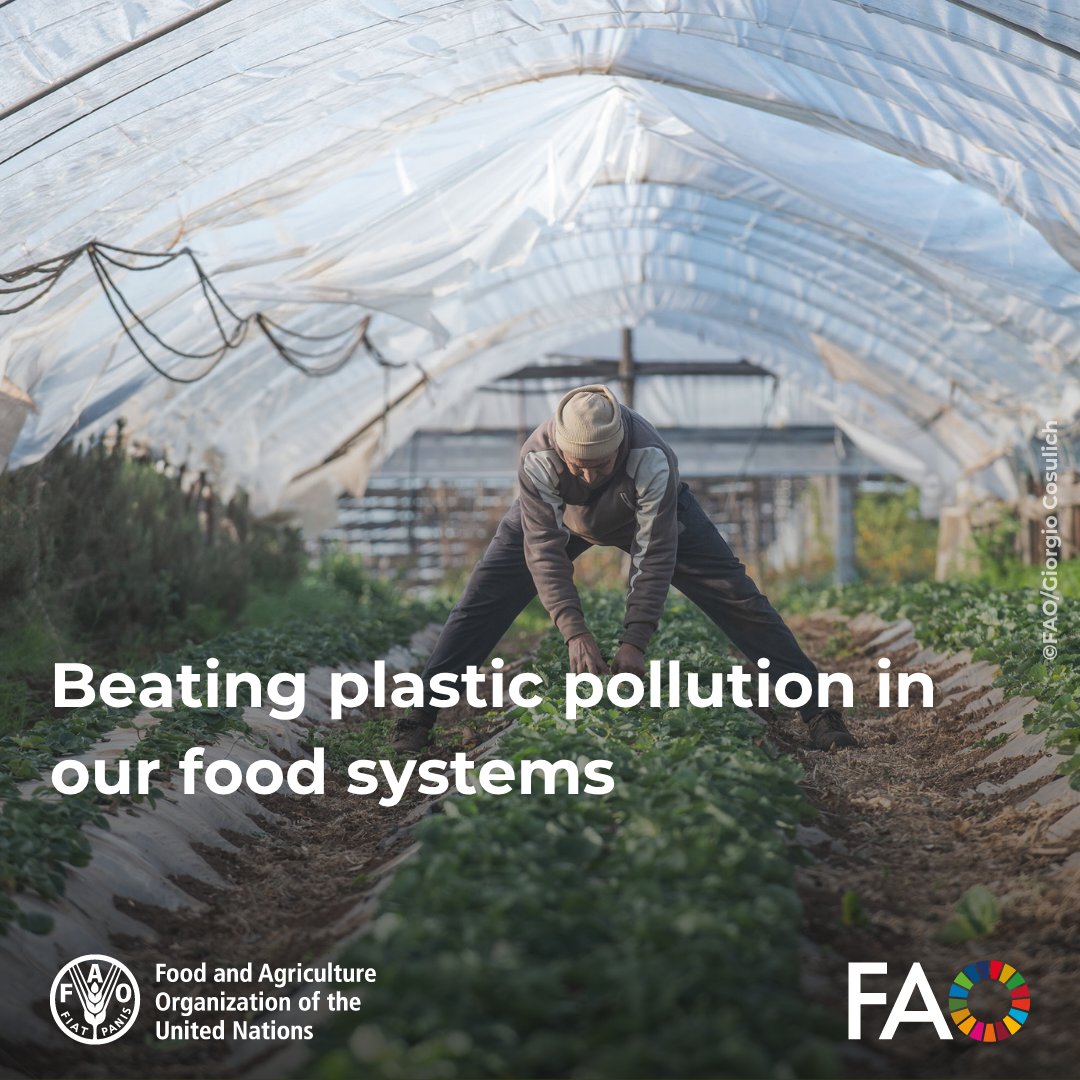 FAO Climate Change & Biodiversity (@faoclimate) on Twitter photo Over 12.5M tonnes of plastic are used annually in agriculture + 37M more in food packaging.
Very little gets recycled.
<a href="/KavehZahedi2030/">Kaveh Zahedi</a> explains how <a href="/FAO/">Food and Agriculture Organization</a> is helping to cut plastic waste in agrifood systems:
fao.org/newsroom/fao-b…
#BeatPlasticPollution #WorldEnvironmentDay Over 12.5M tonnes of plastic are used annually in agriculture + 37M more in food packaging.
Very little gets recycled.
<a href="/KavehZahedi2030/">Kaveh Zahedi</a> explains how <a href="/FAO/">Food and Agriculture Organization</a> is helping to cut plastic waste in agrifood systems:
fao.org/newsroom/fao-b…
#BeatPlasticPollution #WorldEnvironmentDay