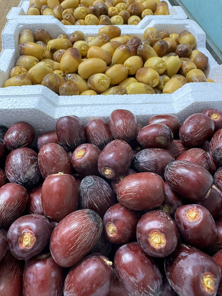 مع صباح اليوم يتوقف العمل في حراج الرطب في #المدينة_المنورة بسبب عيد الاضحى المبارك ويستأنف العمل يوم الاثنين القادم
حيث وصلت أسعار اليوم
-70 ريال لونة مساعد للفلين
-30 ريال للعجوة للفلين
حيث كان غالب المشترين للأيام السابقة من خارج المدينة ..