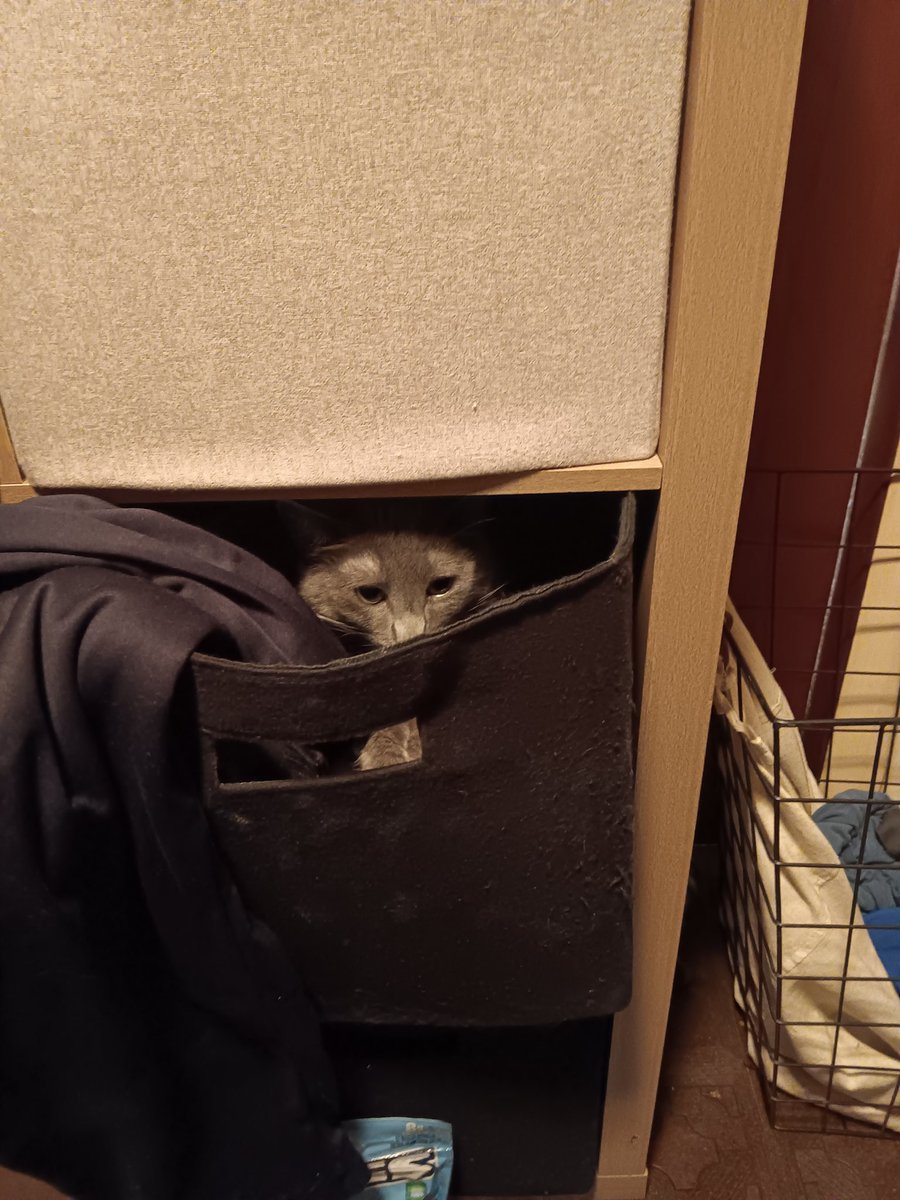 tatical_scream's tweet photo. @kesuwuception Kitty :3 https://t.co/f2cmILNUNM