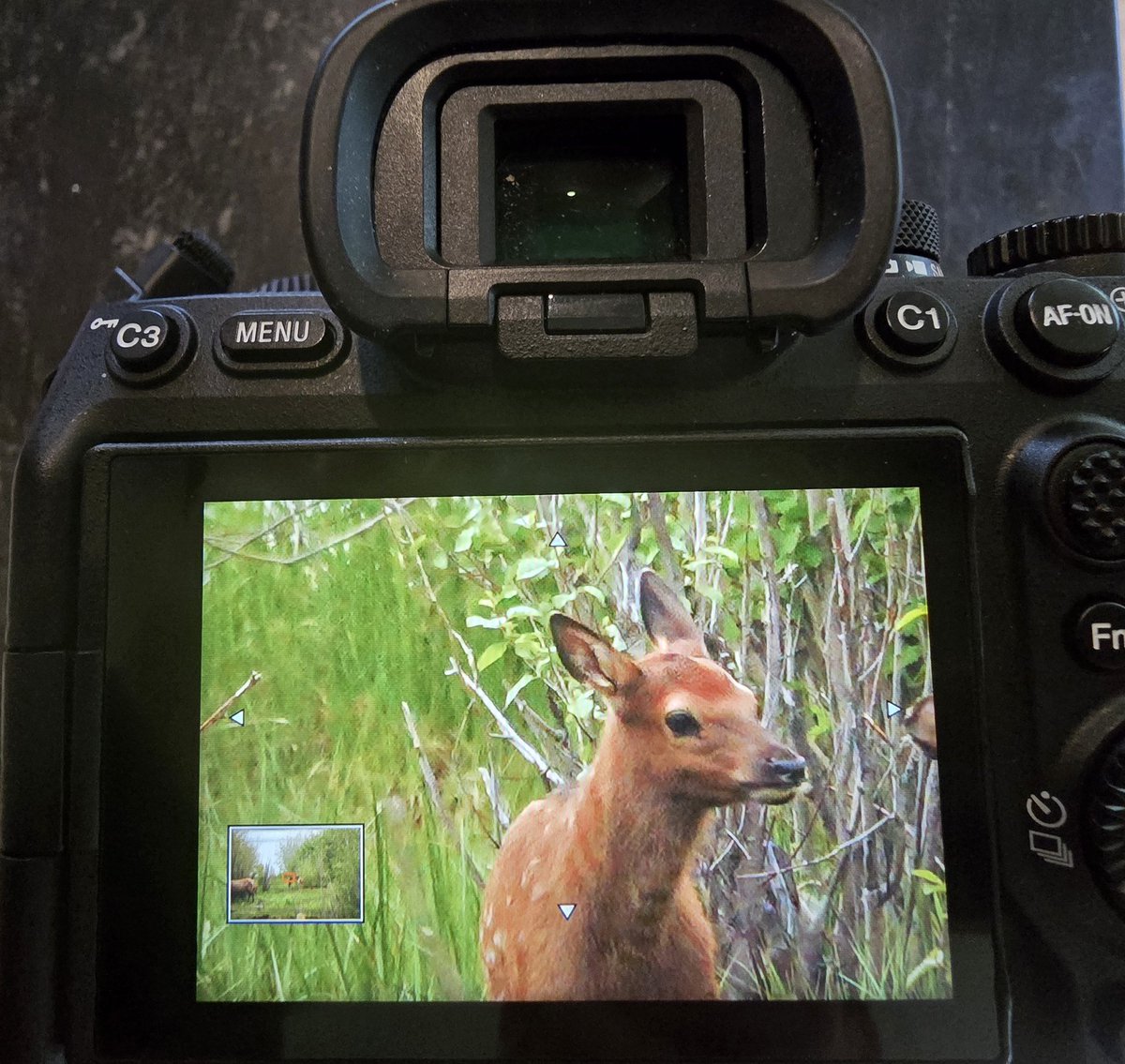 Current view 🧡🧡

Happy Wednesday!

#wildlife
