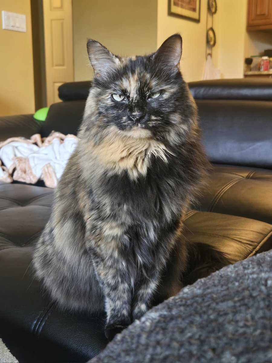 KiraGremlinCat's tweet image. ,  gumpy