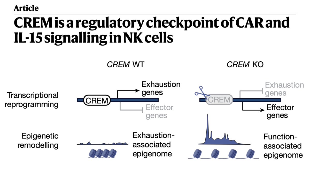 🧵13/
In summary, we identify🔎CREM as a key🔑transcriptional checkpoint that limits CAR-NK cell function and persistence. Induced by CAR/CD3ζ ITAM and IL-15 signaling via the PKA–CREB axis, CREM promotes an exhaustion-like state. CREM KO enhances cytotoxicity, cytokine