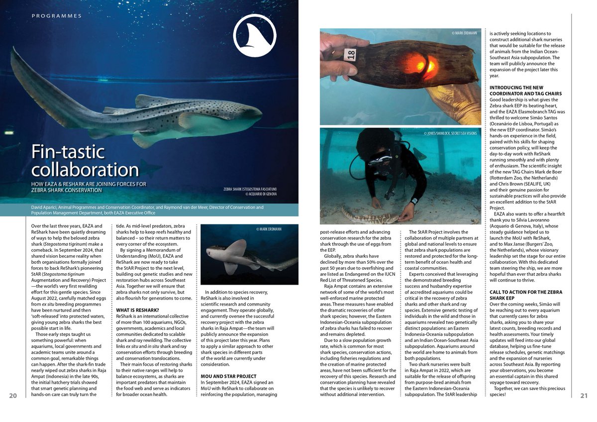 Discover the fin-tastic collaboration between EAZA and ReShark in their latest issue of Zooquaria! 🦈

🔗 Read more here: strapi.eaza.net/uploads/ZQ_126…