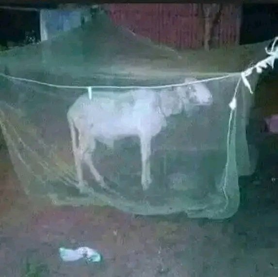 ماتقوم تجية ملاريا زي السنة الفاتت ويموت الغالي 😰😁