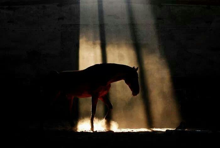 Poesia e filosofia, intuizione naturale dello stupore universale, specchi riflettenti lo stesso fuoco sacro, perché tutto è uno, e l'uno è nevrile meraviglia.

#BricioleDiPensieri 
Ultimi frammenti 

#Soul