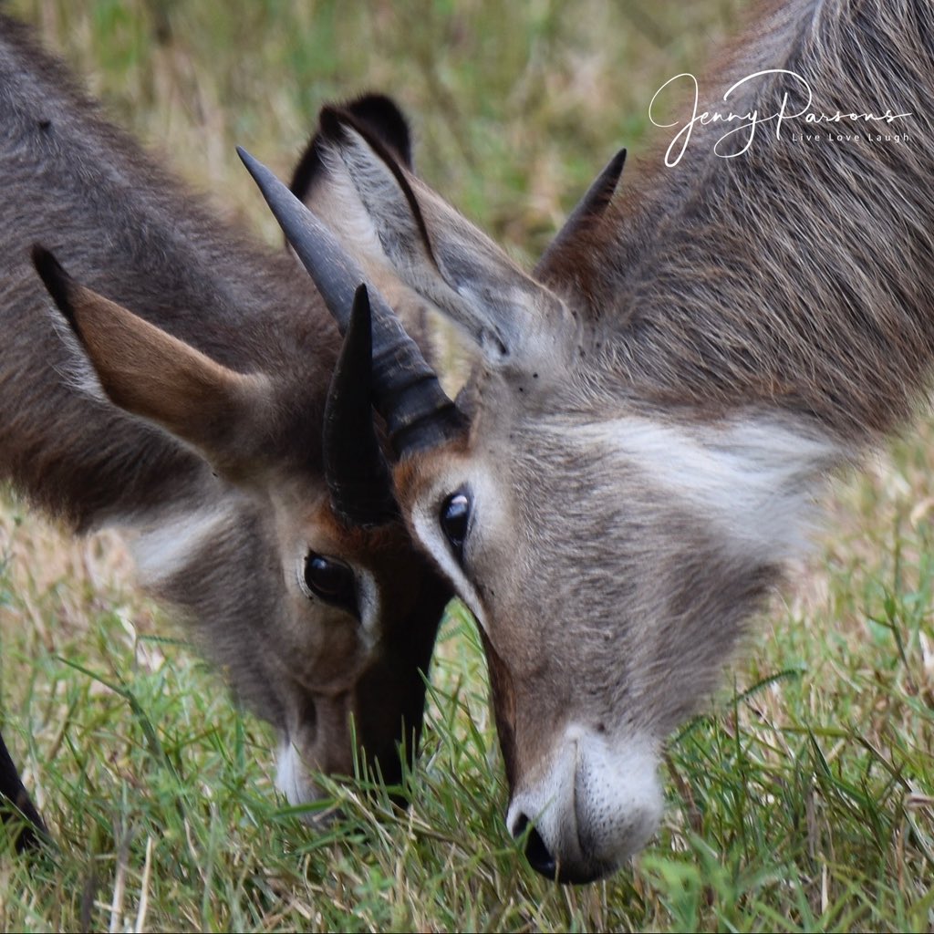 JennyPaPB's tweet image. Waterbuck always make me smile, talk about having a target on your backside! Gregarious and always found browsing near water…

#waterbuck #mammal #antelope #movingtarget #krugernationalpark #biodiversity #beautifulsouthafrica #selfdrive #nature #naturephotography #wildlife